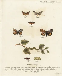 Tjänarfjäril, Dysauxes ancilla 1-3, och orange undervinge, Archiearis parthenias 4-8. Handkolorerad kopparstick av Johann Carl Bock efter Eugenius Johann Christoph Espers Fjärilarna i illustrationer från naturen, Erlangen
