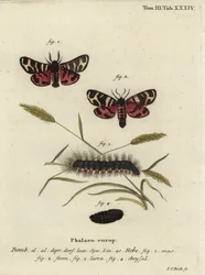 Hebe tigermal, Arctia festiva.
