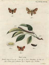 Lacky mal, Malacosoma neustria.