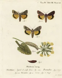 Stor gul undervinge, Noctua pronuba och sorter. Handkolorerad kopparstick av Johann Carl Bock efter Eugenius Johann Christoph Espers Fjärilarna i illustrationer från naturen, Erlangen