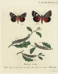 Ljus röd undervingsfjäril, Catocala promissa. Handkolorerad kopparstick av Johann Carl Bock efter Eugenius Johann Christoph Espers Fjärilarna i illustrationer från naturen, Erlangen