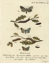 Merveille du jour, Dichonia aprilina 1-4, knapp merveille du jour, Moma alpium 5-7, och marmorgrön, Cryphia muralis 8. Handkolorerad kopparstick av Johann Carl Bock efter Eugenius Johann Christoph Espers Fjärilarna i illustrationer
