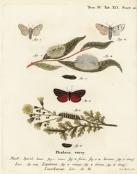 Miller mal, Acronicta leporina 1-5, och cinnober mal, Tyria jacobaeae 6-8. Handkolorerad kopparstick av Johann Carl Bock efter Eugenius Johann Christoph Espers Fjärilarna i illustrationer från naturen, Erlangen
