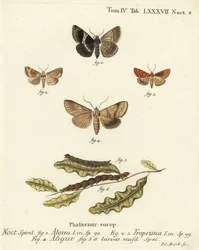 Passagerarmal, Dysgonia algira 1, dun-bar, Cosmia trapezina 2-3, dubbelpil eller spåman, Graphiphora augur 4, larver 5-6. Handkolorerad kopparstick av Johann Carl Bock efter Eugenius Johann Christoph Espers Fjärilarna i illustrationer n