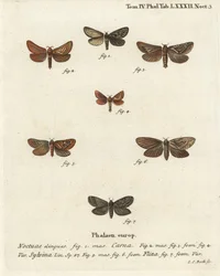Pharmacis carna 2-4, orange swift, Triodia sylvina 5,6, och gold swift, Phymatopus hekta 7. Handkolorerad kopparstick av Johann Carl Bock efter Eugenius Johann Christoph Espers Fjärilarna i illustrationer från naturen, Erlangen