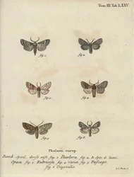 Pulveriserad quaker, röd kastanj, tegelmal, etc.