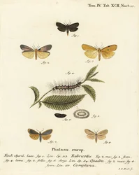 Rødhalset fodmand, Atolmis rubricollis 1,, fire-plettet fodmand, Lithosia quadra 2-6, og buff fodmand, Katha depressa 7,9. Håndkoloreret kobberstik af Johann Carl Bock efter Eugenius Johann Christoph Espers Die Schmetterlinge in Abbildungen naswed