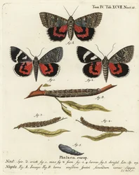 Röd undervingsfjäril, Catocala nupta. Handkolorerad kopparstick av Johann Carl Bock efter Eugenius Johann Christoph Espers Fjärilarna i illustrationer från naturen, Erlangen