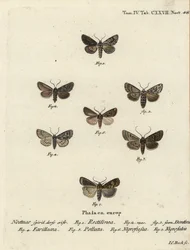 Saxon moth, Hyppa rectilinea 1, saxmal, Hada plebeja 2,3, kärrdolk, Acronicta strigosa 4, brunfläckig pinion, Agrochola litura 5, vitlinjepil, Euxoa nigrofusca 6, Opigena polygona 7. Handkolorerad kopparstick gravyr Carl Bock efter