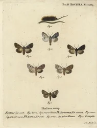 Knapp dolk, Acronicta auricoma 1-3, platanfjäril, Acronicta aceris, muskotmal 4,5, Hadula trifolii 6 och varierad krona, Hadena compta 7. Handkolorerad kopparstick av Johann Carl Bock efter Eugenius Johann Christoph Esperlings Die Schmetterling