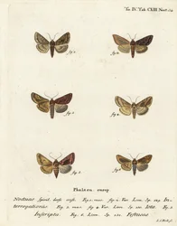 Knappt silver Y, Syngrapha interrogationis 1,2, slätt gyllene Y, Autographa jota 3-5, guldfläck, Plusia festucae 6. Handkolorerad kopparstick av Johann Carl Bock efter Eugenius Johann Christoph Espers Fjärilarna i illustrationer baserade på Nat.