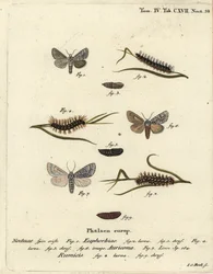 Söt kulingfjäril, Acronicta euphorbiae 1-5, knapp dolk, Acronicta auricoma 6, och knutgräsmal, Acronicta rumicis 7-9. Handkolorerad kopparstick av Johann Carl Bock efter Eugenius Johann Christoph Espers Die Schmetterlinge i Abbildungen nac