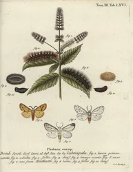 Vit hermelin, Spilosoma lubricipeda.