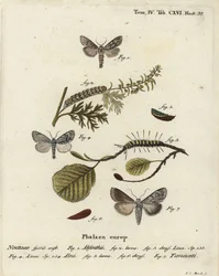Malörtsmal, Cucullia absinthii 1-3, almal, Acronicta alni 4-6, och Cucullia tanaceti 7. Handkolorerad kopparstick av Johann Carl Bock efter Eugenius Johann Christoph Espers Fjärilarna i illustrationer efter naturen, Erlangen