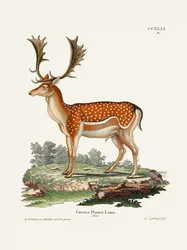 Europeiskt dovhjort  Av Johann Christian Daniel von Schreber.