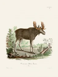 Moose av Johann Christian Daniel von Schreber.