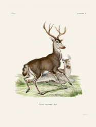 Mule Deer av Johann Christian Daniel von Schreber.