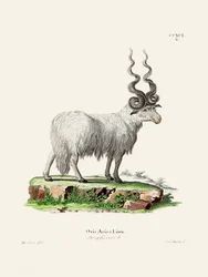 Ovis Aries av Johann Andreas Wagener och Johann Christian Daniel von Schreber.