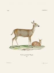 Virginian Deer (1778–1855) Av Johann Andreas Wagener och Johann Christian Daniel von Schreber.