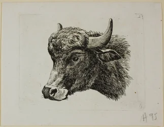 Buffalo Head Facing Left, från Die Zweite Thier Folge