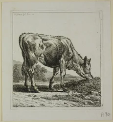 Calf Feeding, från Die Zweite Thiernahme