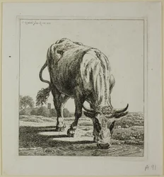 Cow Drinking, från Die Zweite Thiernahme