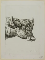 Head of a Buffalo, från Die Zweite Thiernahme