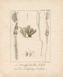 Anatomin hos marina ryggradslösa djur: Havskork och havsborstmask (kopparstick)