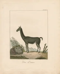 The Llama (handkolorerad litografi)