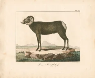 Mouflonen (handkolorerad gravyr)