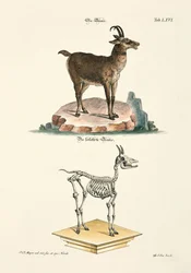 Sämskskinn och dess skelett
