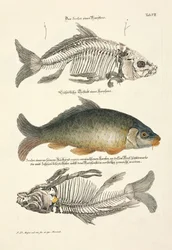 Vanlig karp med skelett