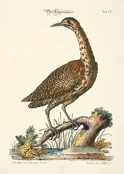 Eurasisk bitter