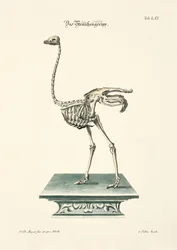 Strutsskelett
