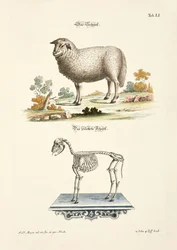 Fåret och dess skelett