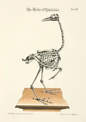 Skelett av rördrom (Eurasian Bittern)
