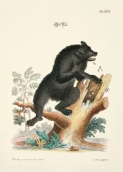 Björnen