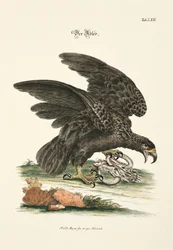 Örnen