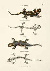Brandsalamander med skelett