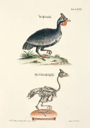 Perlhönan och dess skelett