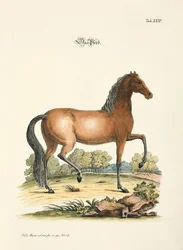 Hästen