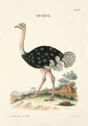 Strutsen