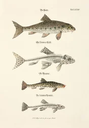 Forellen, Gudgeon och deras skelett
