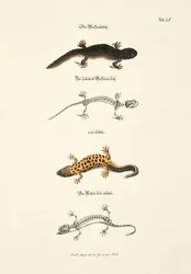 Vattensalamander med skelett