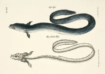 Ålen och dess skelett
