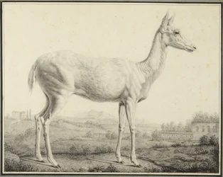Hjort