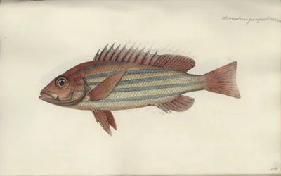 Lutjanus quinquelineatus, före 1790