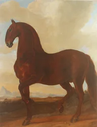 Bay Stallion vid Eisgruber Stud