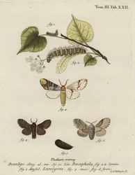 Buff-tip mal, Phalera bucephala och Cosmotriche lobulina.