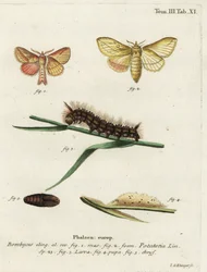 Dricksfjäril, Euthrix potatoria.
